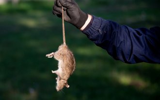 Лучшие отпугиватели крыс и мышей в 2023 году